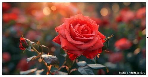 玫瑰的秘密,探寻花中仙子的神秘魅力