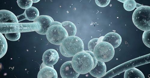 念珠菌,病因、症状与防治策略解析