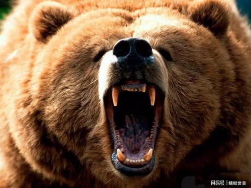 熊口夺命,惊心动魄的野生动物生存危机
