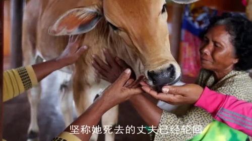 牛妇女,探寻农耕时代的女性智慧与生活画卷